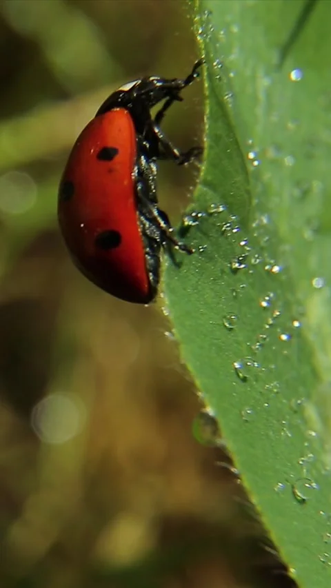 There are dew drops or rain drops on a clover leaf and a ladybug is washing. Vídeo Stock 244244843
