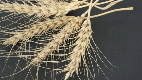 There are ears of dry wheat on the 360 degree rotating stand, Stock Footage 127062002