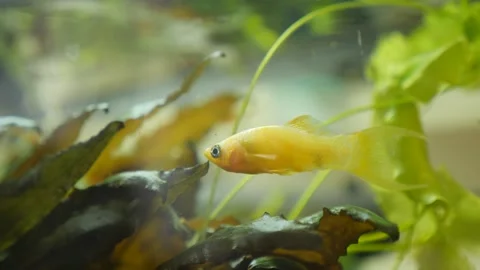 There are fish in the aquarium Stock Footage 201818875