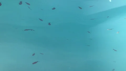 There are the fish Stock Footage 128132266