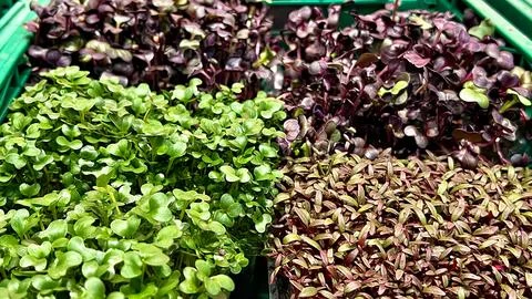 There are four types of micro-greenery in the grocery department of the Stock Photos