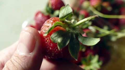 There are fruit strawberries in the hands of a human, turning left and right, Vídeo Stock 106511644