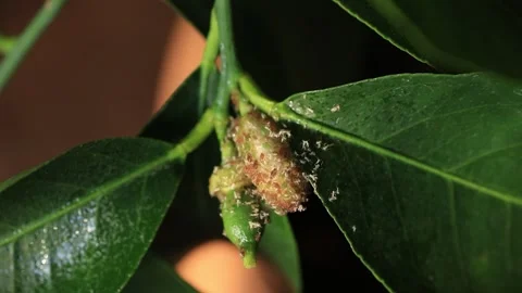 There are a lot of aphids on the bud of the lemon flower. Video stock 257689380