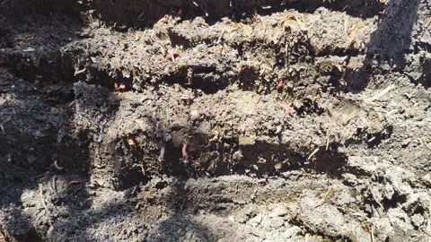 There are a lot of earthworms in the soil and manure, microbiology Stock Footage 254063906