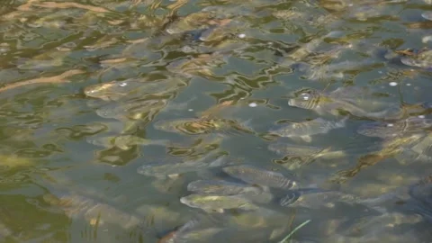 There are a lot of fish in the pond Stock Footage 273231653