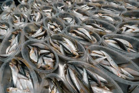 There are a lot of plastic sprat jars. Canned fish. Stock Photos