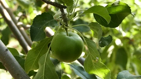 There are lots of apples in sour green apple tree,fruity apple tree,natural.. 스톡 동영상 225524727