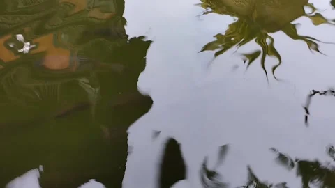 There are lots of fish in the pond where the water is murky Stock Footage 228806565