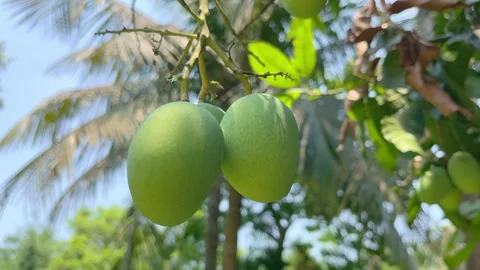 There are mangoes on the tree. Stock Footage 313453443