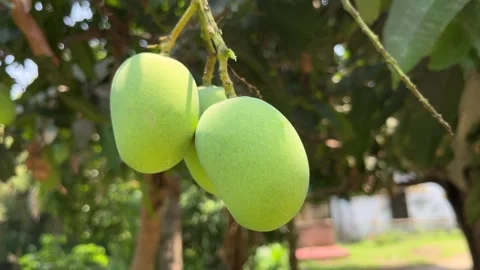 There are mangoes on the tree. Stock Footage 313453444