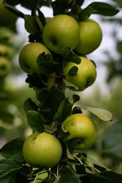 There are many apple trees on the branch. A young, fertile apple tree. Apples Stock Photos