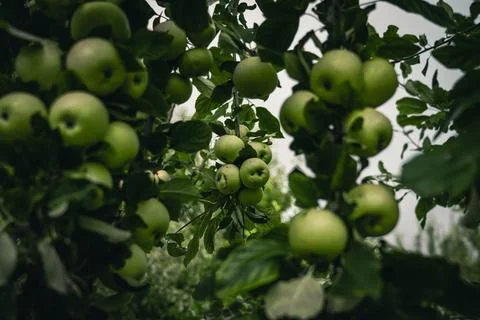 There are many apple trees on the branch. A young, fertile apple tree. Apples Stock Photos