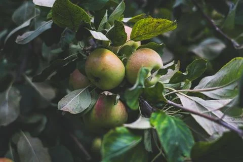 There are many apple trees on the branch. A young, fertile apple tree. Apples Stock Photos