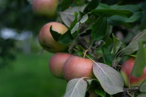 There are many apple trees on the branch. A young, fertile apple tree. Apples Stock Photos