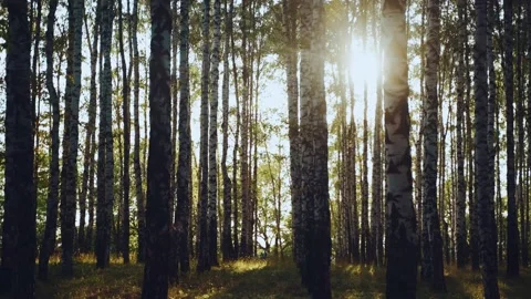 There are many birches in the forest at sunset Stock Footage 159787432