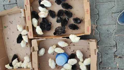 There are many chicks in the cardboard box Stock Footage 196204910