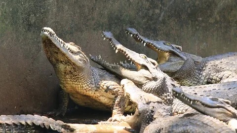 There are many crocodiles in the crocodile cattery Stock Footage 97440129