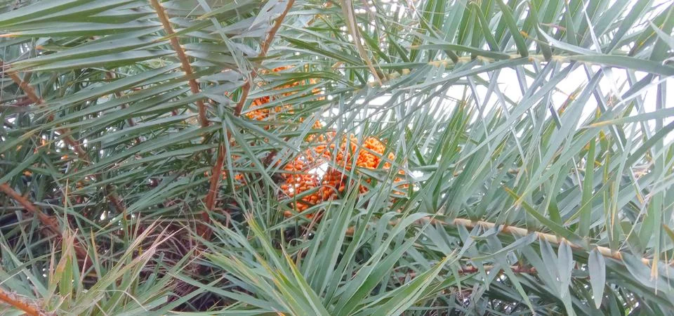 There are many dates in a tree Stock-Fotos