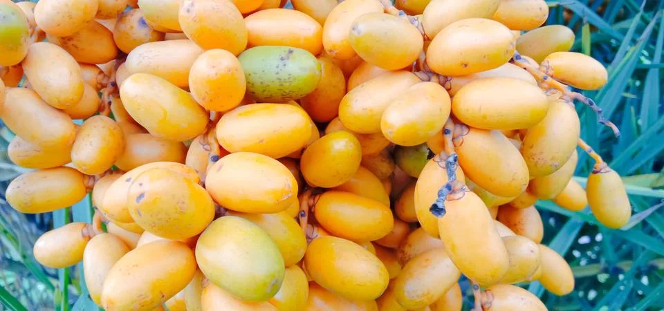 There are many dates in a tree Stock Photos