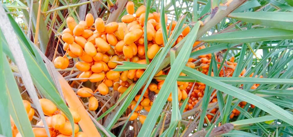 There are many dates in a tree Foto stock