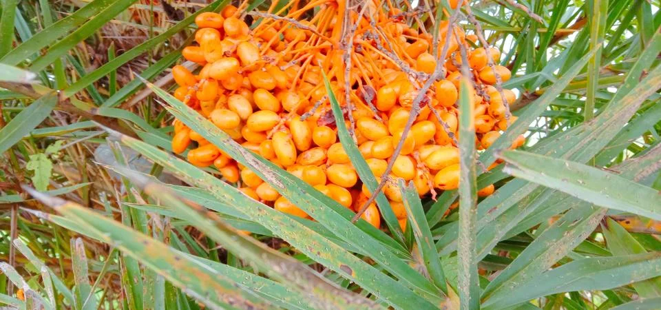 There are many dates in a tree Stock-Fotos