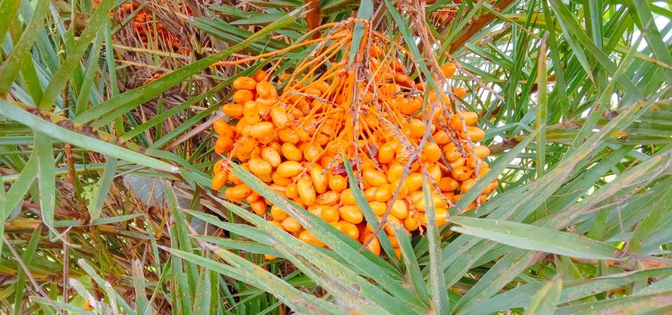 There are many dates in a tree Stock Photos