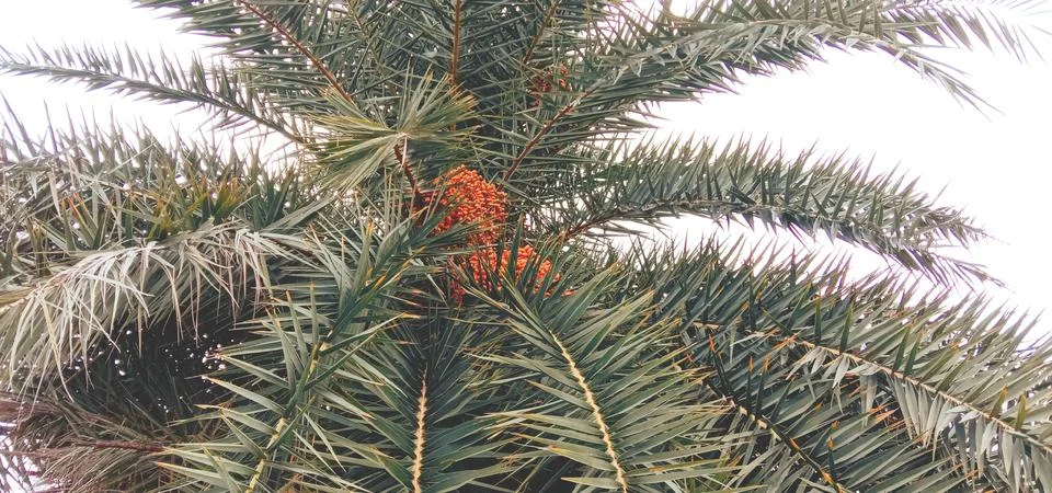 There are many dates in a tree Stock Photos