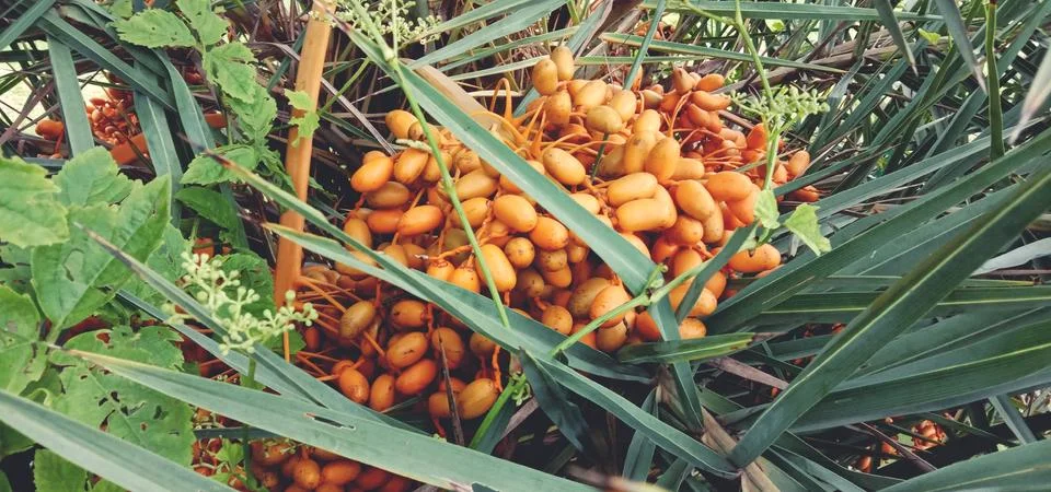 There are many dates in a tree Stock Photos