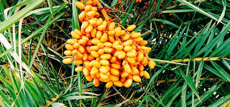 There are many dates in a tree Stock Photos