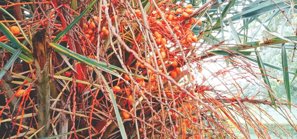 There are many dates in a tree Stock-Fotos