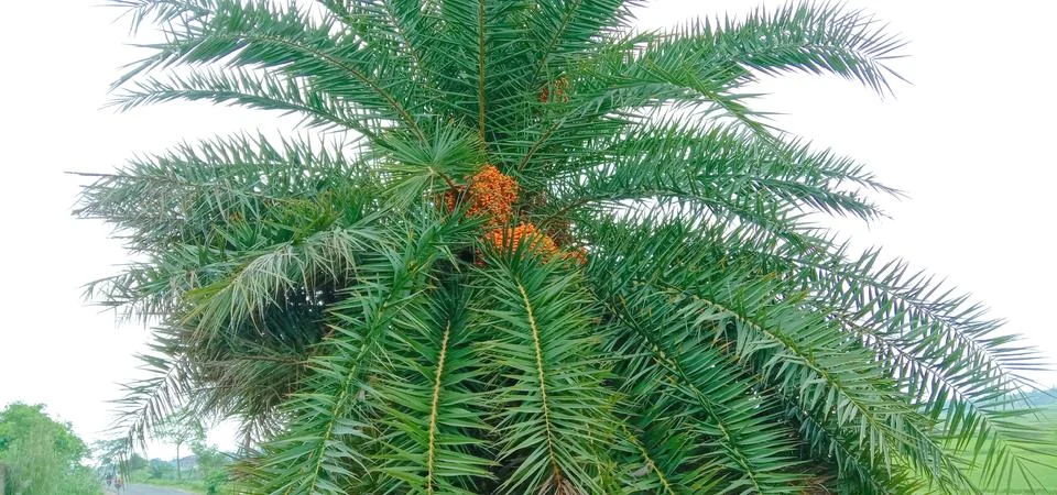 There are many dates in a tree Stock-Fotos