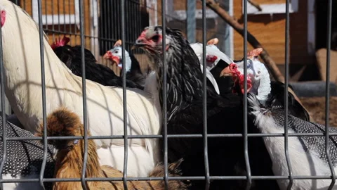 There are many different chickens in a cage on the farm Stock Footage 274176795
