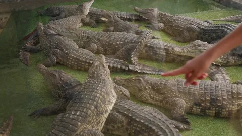 There are many different crocodiles in the zoo. Wildlife, reptiles. Stock Footage 296270657