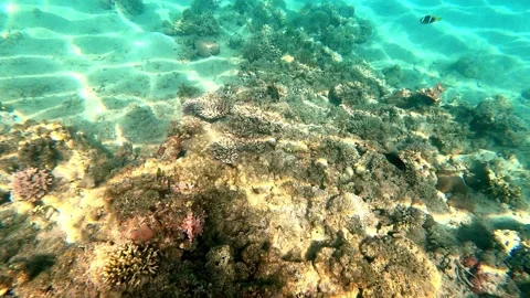 There are many different fish on the reef. Fish swim in the sea. Video stock 150163530