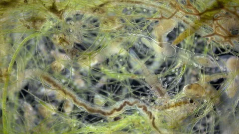 There are many different microorganisms in a drop of water under a microscope Stock Footage 160409545