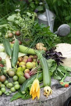 There are many different types of vegetables on the table Stock Photos