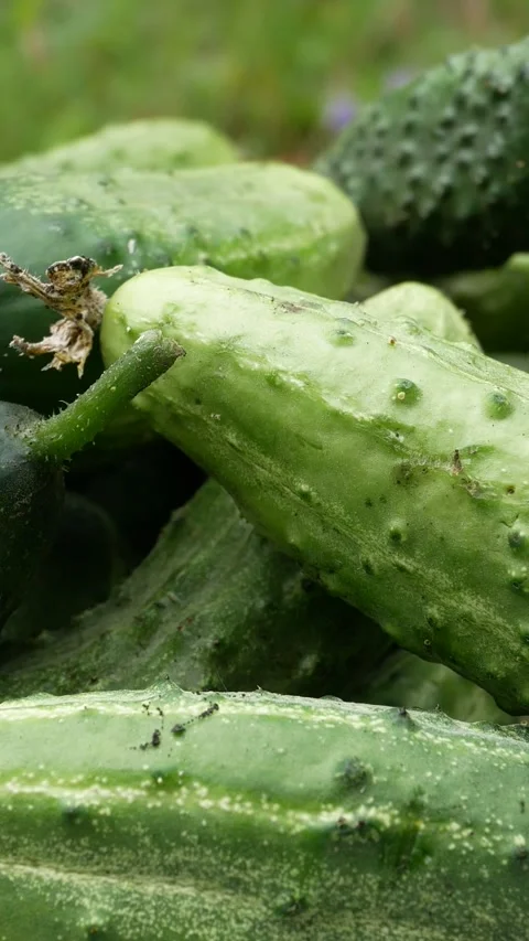 There are many freshly picked cucumbers in a bucket in the garden. Stock Footage 314043757