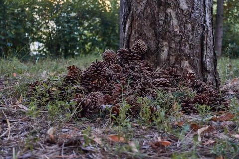There are many pine cones near the pine tree. Stock Photos