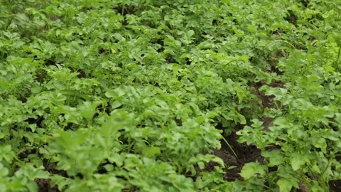 There are many potatoes in the field Stock Footage 245299334