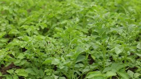 There are many potatoes in the field Stock Footage 245299510