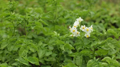 There are many potatoes in the field Stock Footage 245299514
