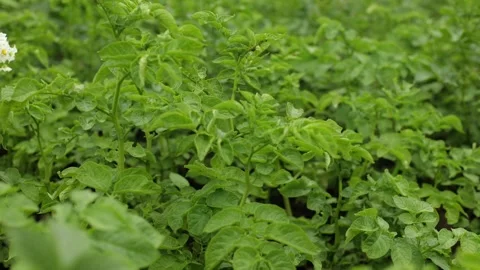 There are many potatoes in the field Stock Footage 245299576