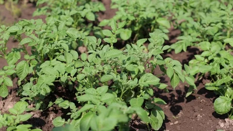 There are many potatoes growing in the field. Agriculture Stock Footage 247328608