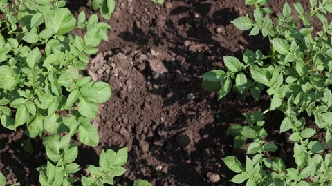 There are many potatoes growing in the field. Agriculture Stock Footage 247328609