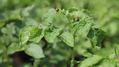 There are many potatoes growing in the field. Agriculture Stock Footage 247328745