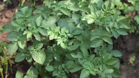 There are many potatoes growing in the field. Agriculture Stock Footage 247328772