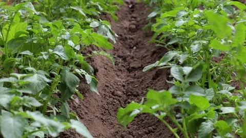 There are many potatoes growing in the field. Agriculture green leaves of potato Stock Footage 276282672