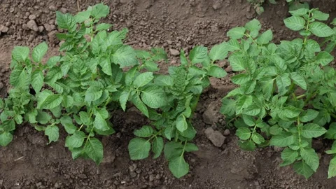 There are many potatoes growing in the field. Agriculture green leaves of potato Stock Footage 276282676