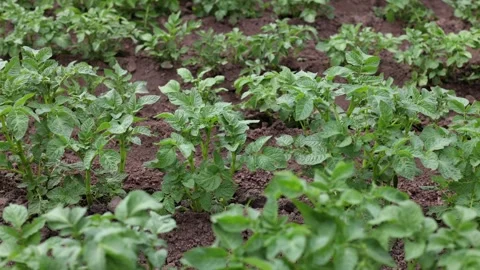 There are many potatoes growing in the field. Agriculture green leaves of potato Stock Footage 276282679