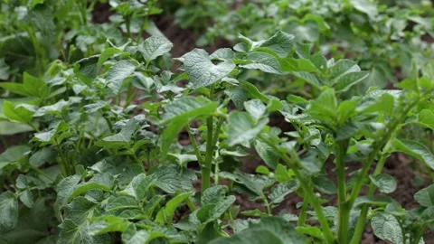 There are many potatoes growing in the field. Agriculture green leaves of potato Stock Footage 276282680